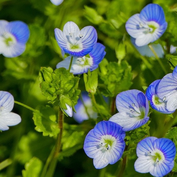 Ehrentag der Pflanze