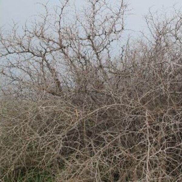 Dornenstrauch / © Bibelgarten Ritzelhof Dornenstrauch