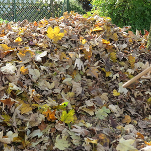 Blätter fallen von den Bäumen