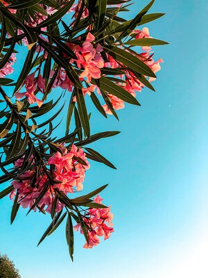 Sommerblumen