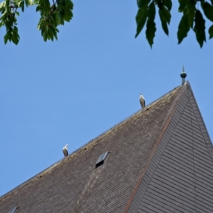 Weißstorchpaar am Kirchendach