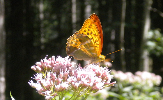 Schmetterling                        