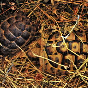 Fest des Hl. Franz von Assisi