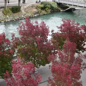 Lourdes, Waschnussbäume