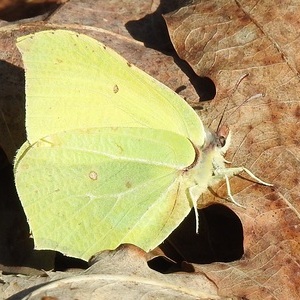 Heidewald Schieferegg - Umweltarbeit in der Diözese Linz
