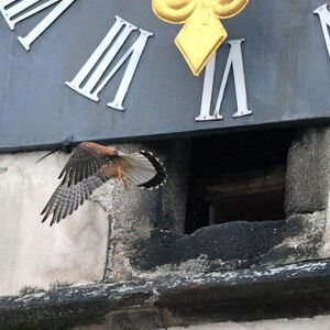  Brutversuch der Turmfalken