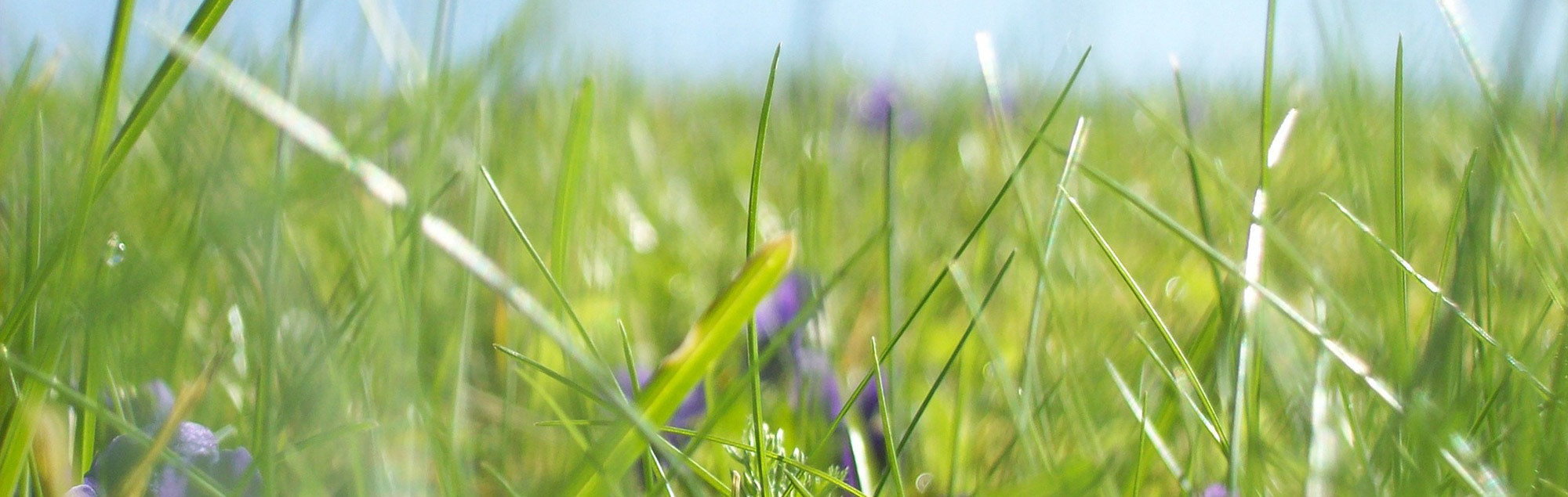 Streifzug durch die Wiese