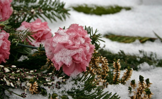 P. Alois Kraxner gestorben