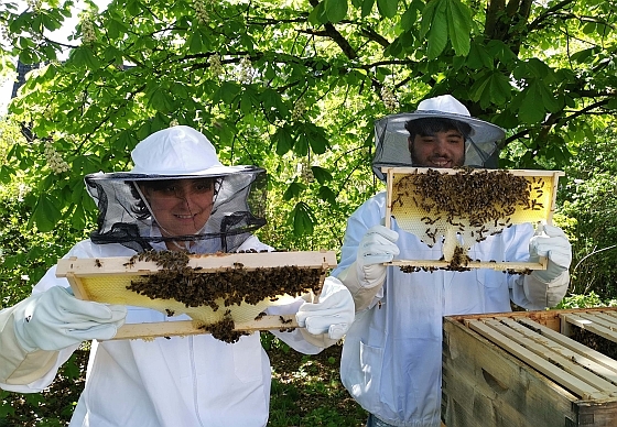 Durch Imkern zu mehr Selbstvertrauen / © Caritas OÖ Durch Imkern zu mehr Selbstvertrauen