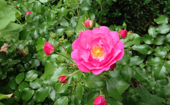 Rose im Garten im Haus der Frau
