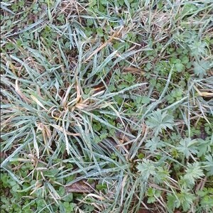 Gras mit Reif