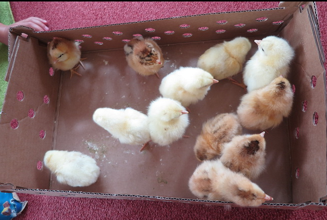 Kinder dürfen Küken halten