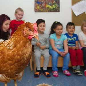 Hühner im Kindergarten
