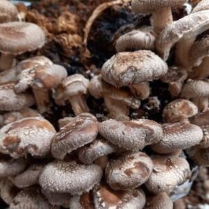 Pilzmanufaktur am Mosberger-Hof