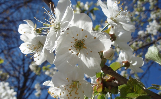 Blühender Zweig mit weißen Blüten. 