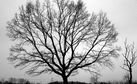 late winter silhouette