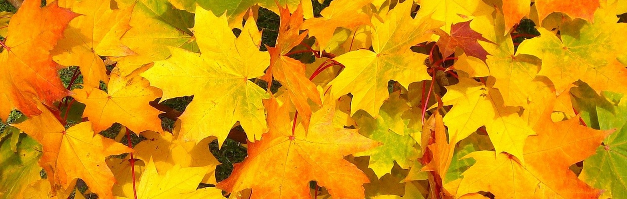 Herbstblätter