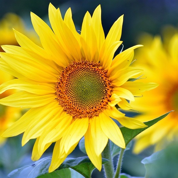 Sonnenblumen
