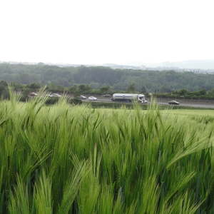 Bittmesse beim Napoleonhof