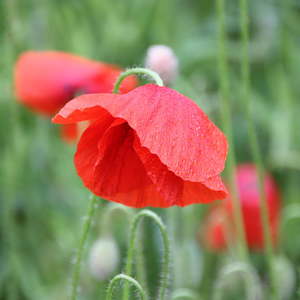 Andacht bei Familie Starrermayr