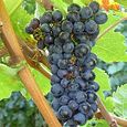 Weintrauben
