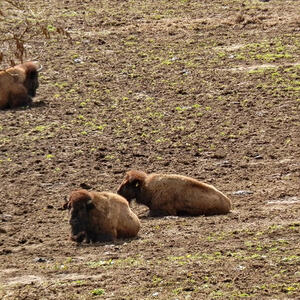 KMB-Frühlingswanderung