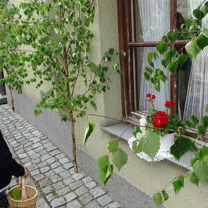 Fronleichnam 2016, Pfarre Neumarkt im Mühlkreis