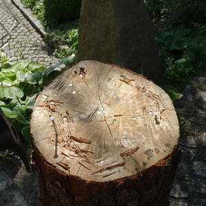 Pfarrfest 2016, Pfarre Neumarkt im Mühlkreis