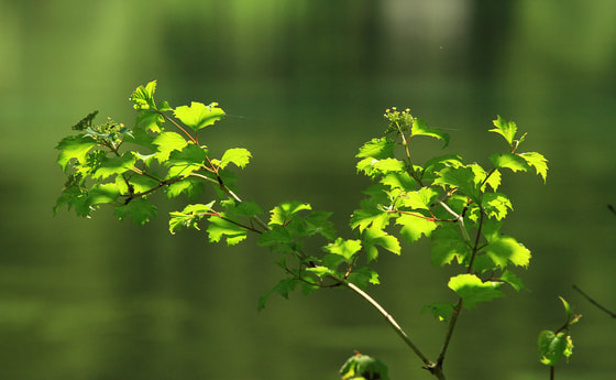 Franz Reischl, 2016 Botanik