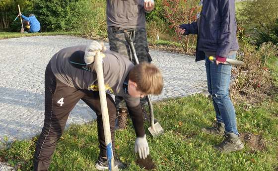 Einlegen von Blumenzwiebeln