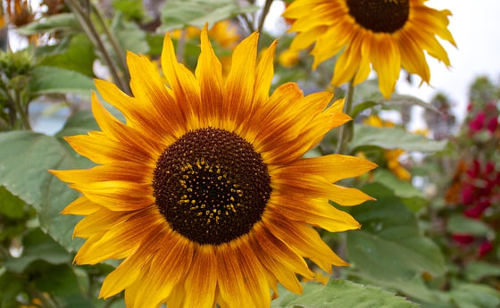 Sonnenblumen. © Schick/morguefile.com
