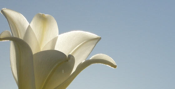 Maria Himmelf. u. Kräuterweihe