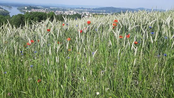 Pfarr-Fußwallfahrt - 5. Juni 2021 / Berta Stadler Ottensheim - Guckerstein - Vorderholzer Kapelle - Koglerauerspitz - Pöstlingberg