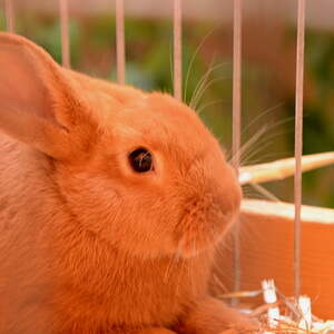 Fest des Hl. Franz von Assisi