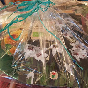 Internationales Frauenfrühstück der kfb Eferding