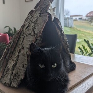 Zeig dein Kripperl in Putzleinsdorf