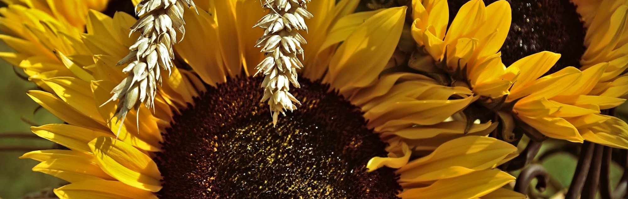 Sonnenblume