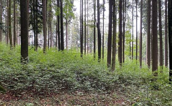 Tag des Waldes: Diözese Linz macht ihre Wälder klimafit