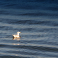 Vogel schwimmt am Wasser. © dieraecherin/morguefile.com