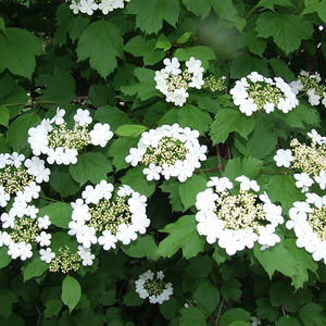 900 Jahre Klosterneuburg