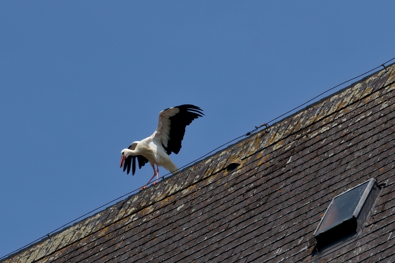 Storch am Kirchendach