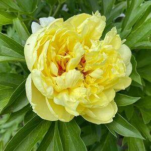 Blume