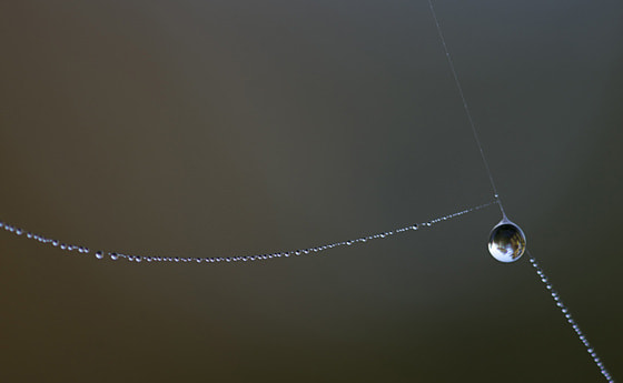 Aufgefädelte Tropfen aus Tau.