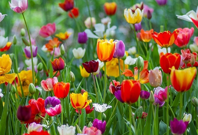Mai voll.bunt