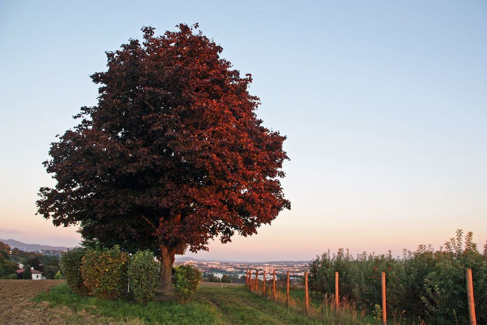 Schöner Laubbaum mit gefärbten Blättern