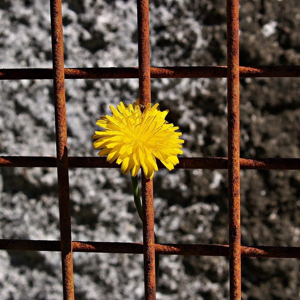 Blume im Metallgitter