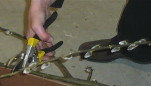 Vorbereitung - Palmbuschen