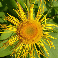 Alant / © alsen/pixabay.com/CC0 1.0 Alant