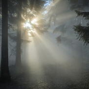 Sonnenstrahl durch Bäume