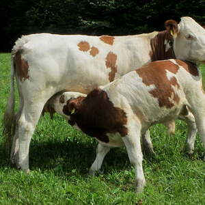 'Rund um den Wachtberg'